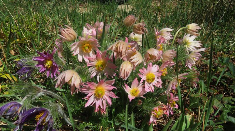 Pulsatilla Vulgaris Papageno Pink (1448)